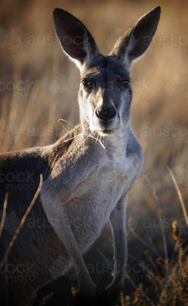 Red Kangaroo in a grass field - Australian Stock Image