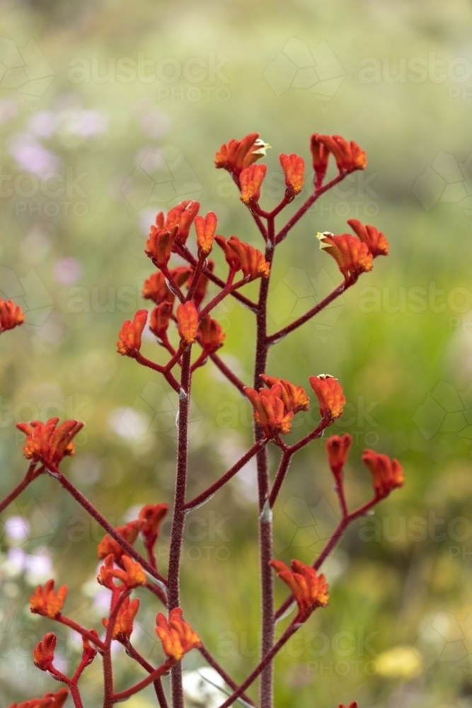 red kangaroo paw flowers - Australian Stock Image