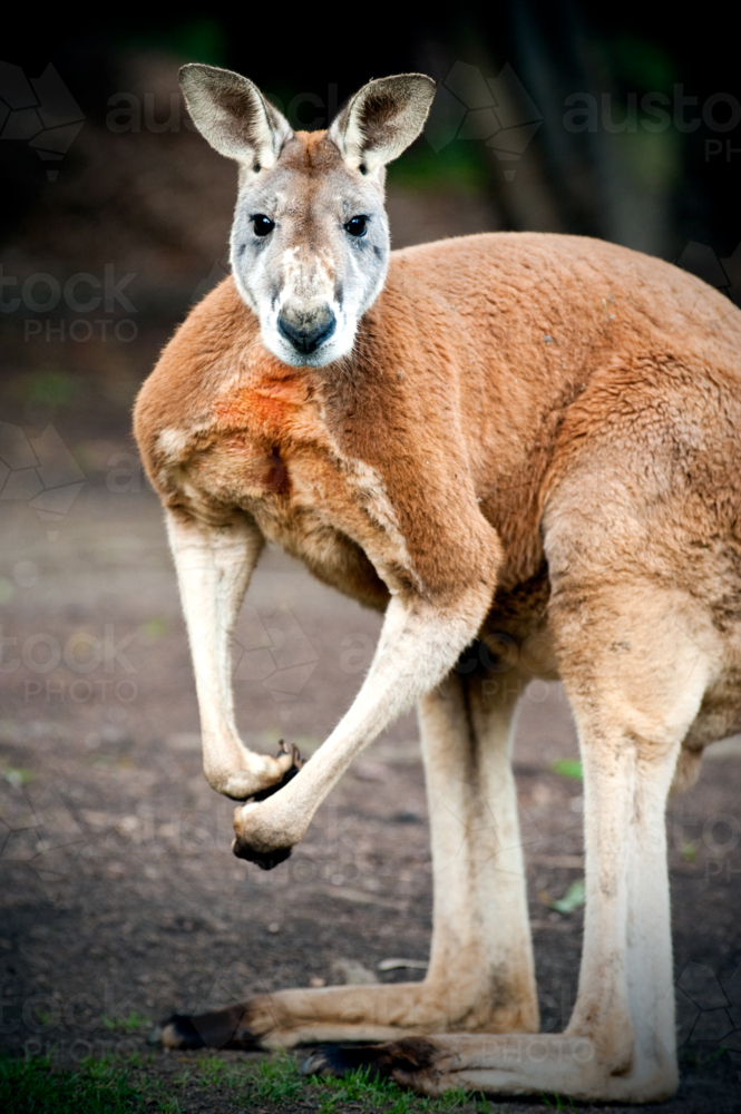 Red kangaroo standing alert on open ground - Australian Stock Image