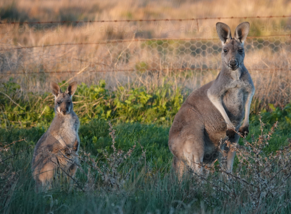 Red Kangaroo standing in outback grassland - Australian Stock Image