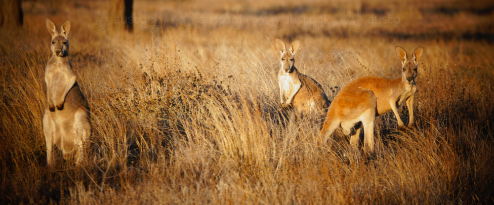 Red Kangaroo standing in outback grassland - Australian Stock Image