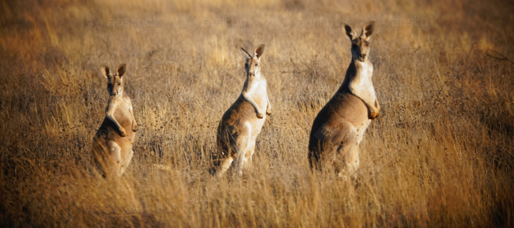 Red Kangaroo standing in outback grassland - Australian Stock Image
