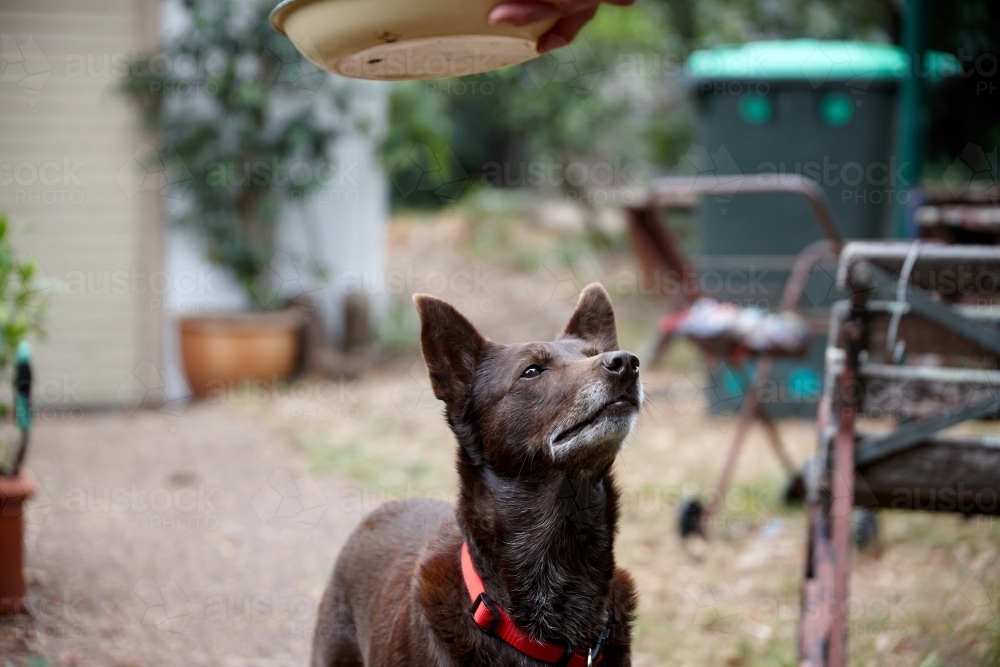 Red kelpie dog - Australian Stock Image
