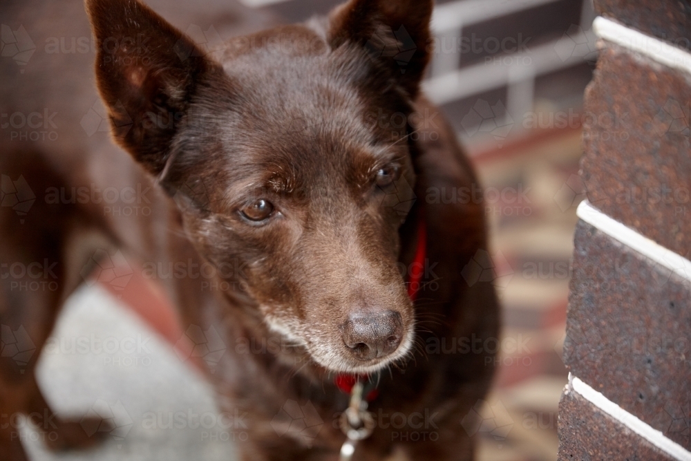 Red kelpie dog - Australian Stock Image
