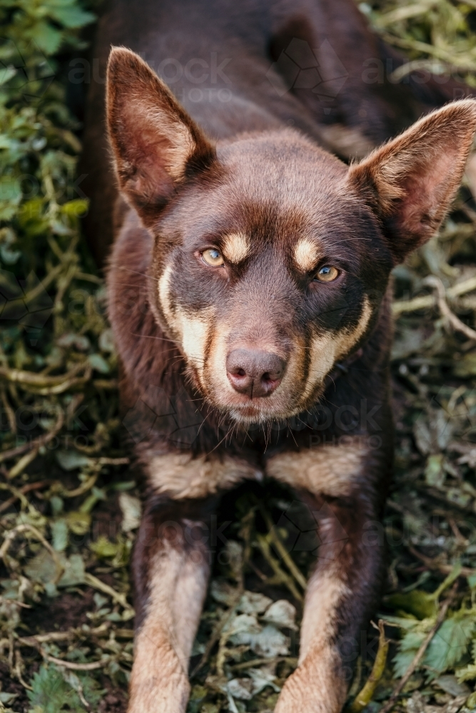 Red kelpie dog lying on the ground - Australian Stock Image