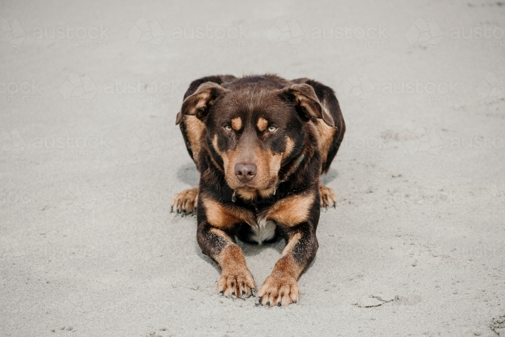 Red kelpie dog sitting on the sand. - Australian Stock Image