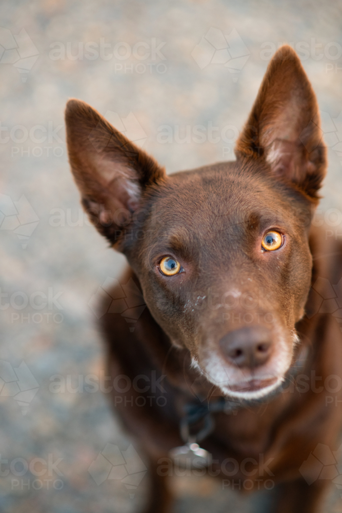 red kelpie dog with classic pointed ears - Australian Stock Image