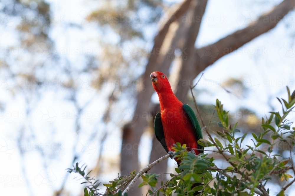 Red king parrot singing - Australian Stock Image