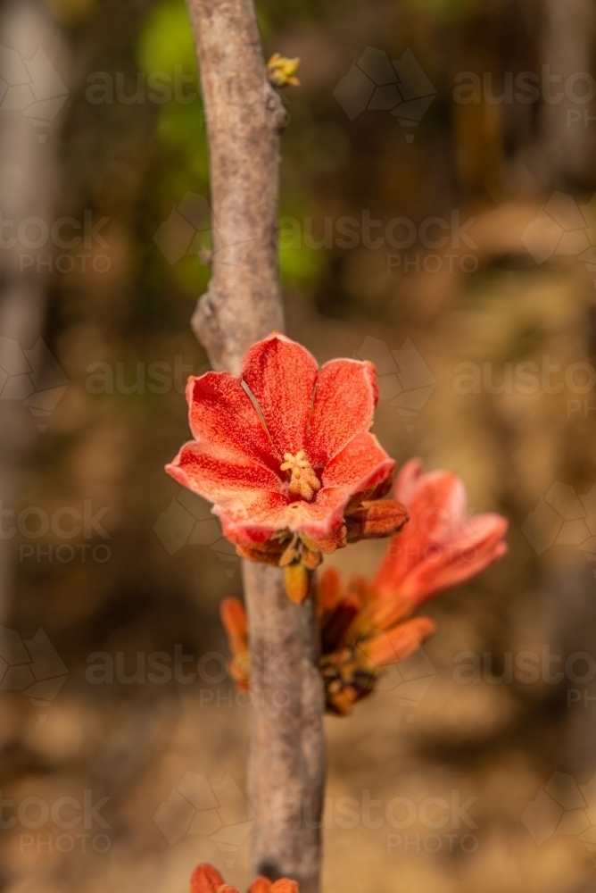 Red Kurrajong flower - Australian Stock Image