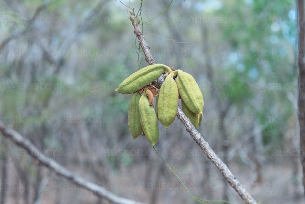 Image of Red Kurrajong seed pods Austockphoto