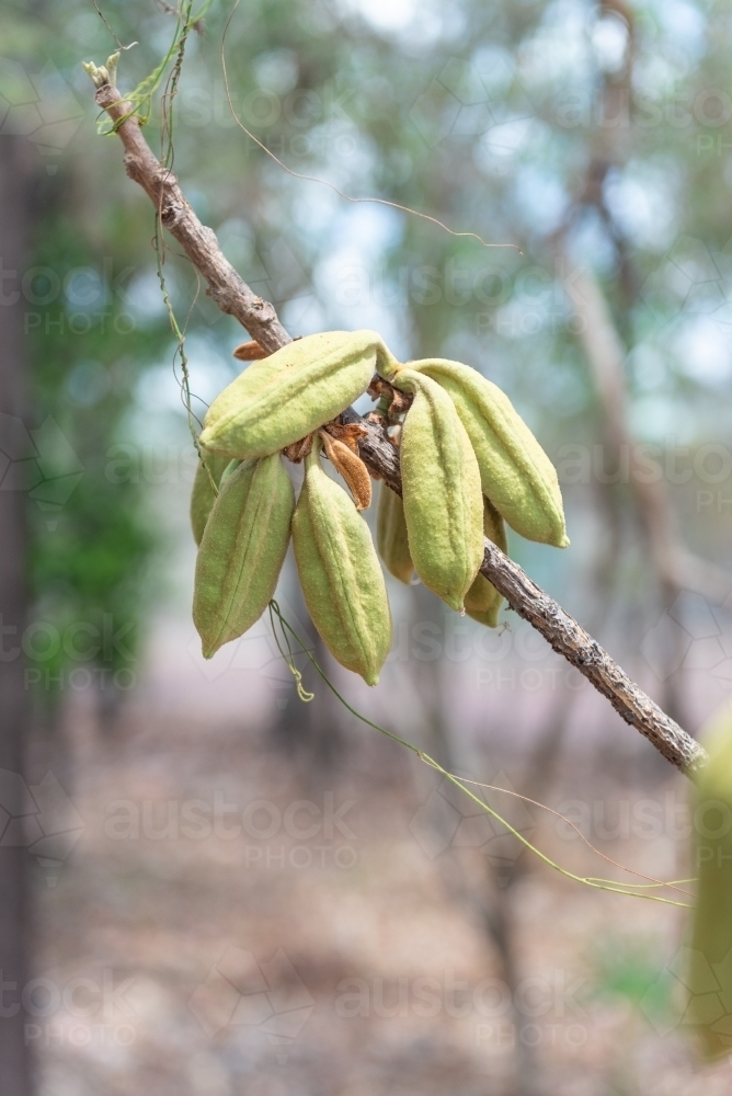 Red Kurrajong seed pods - Australian Stock Image