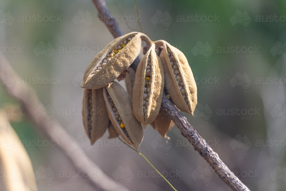Red Kurrajong spikey seed pods opening - Australian Stock Image