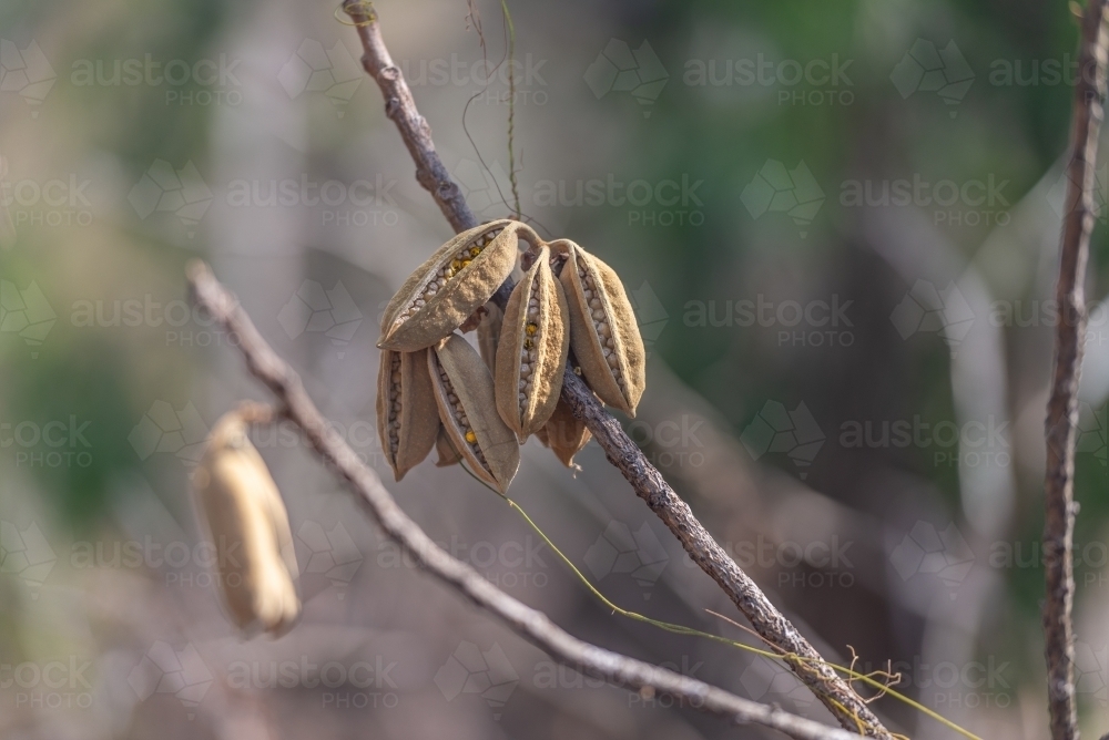 Red Kurrajong spikey seed pods opening - Australian Stock Image