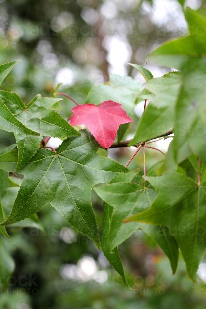 Red leaf detail on liquidambar tree - Australian Stock Image