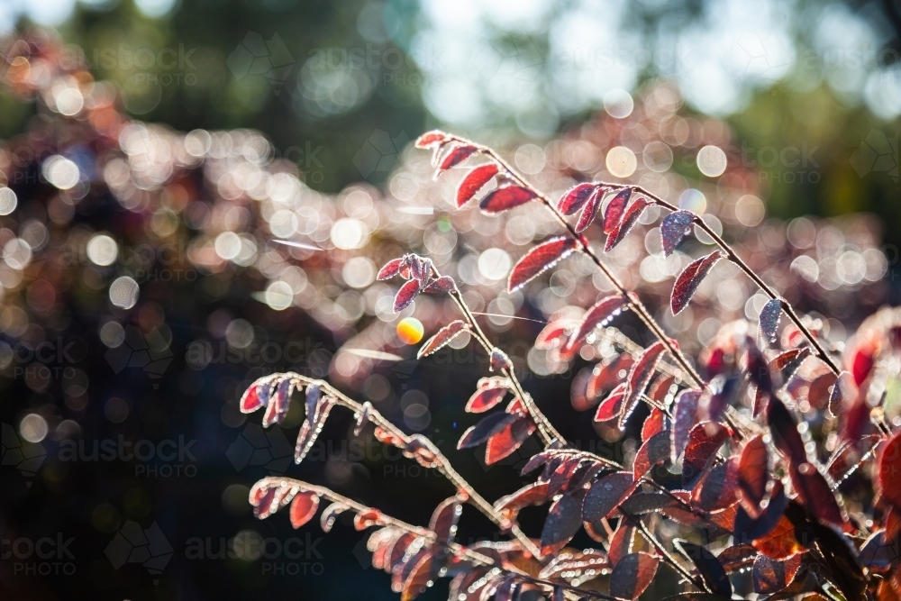 Red leaves covered in droplets of dew - Australian Stock Image
