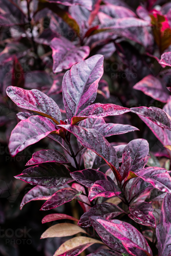 red leaves on a tropical shrub - Australian Stock Image