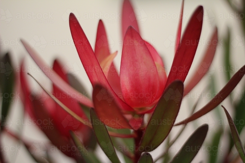 red leucadendron flower - Australian Stock Image
