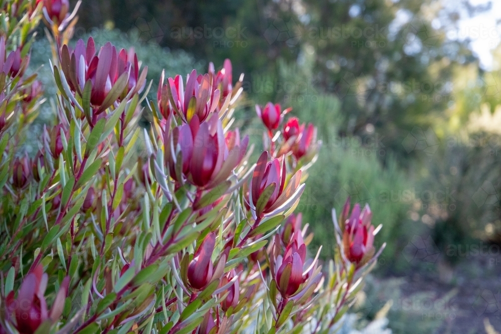 Red leucadendron shrub in garden - Australian Stock Image