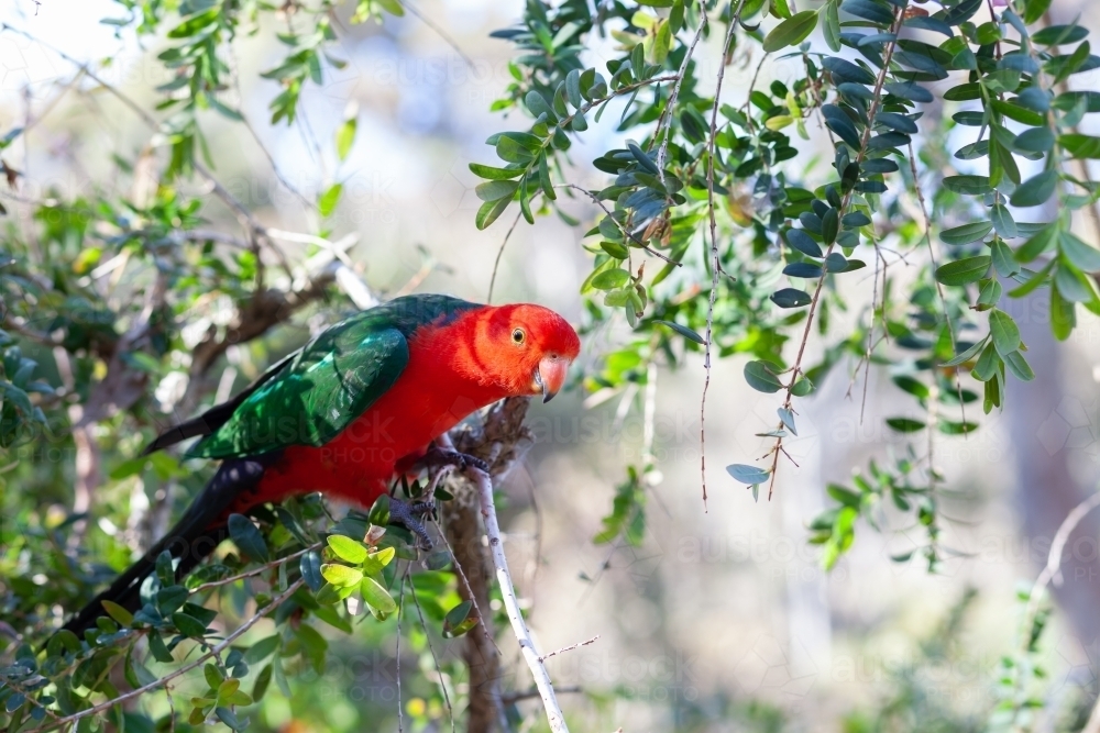 Red Lory - Australian Stock Image