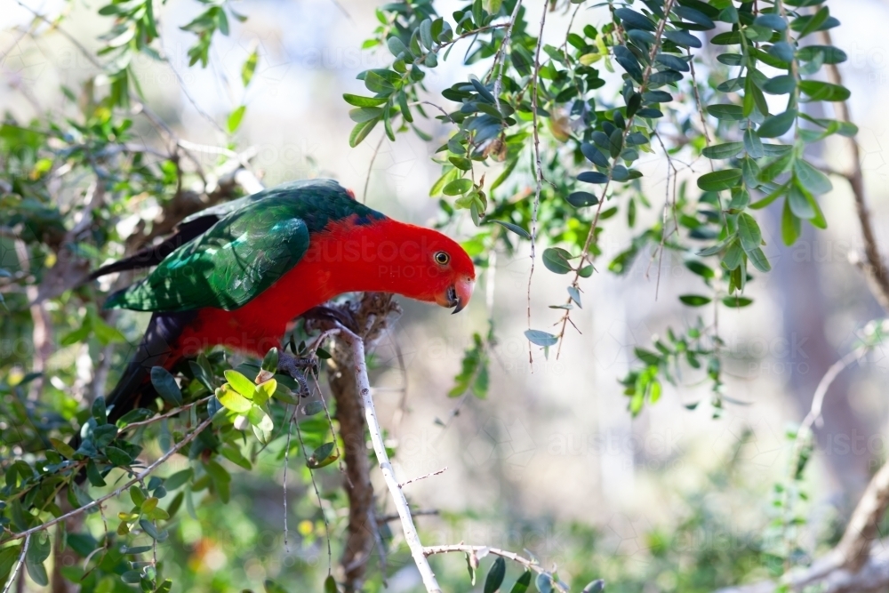 Red Lory on a branch - Australian Stock Image