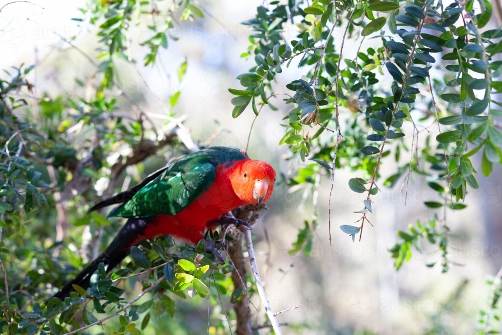 Red Lory watching - Australian Stock Image