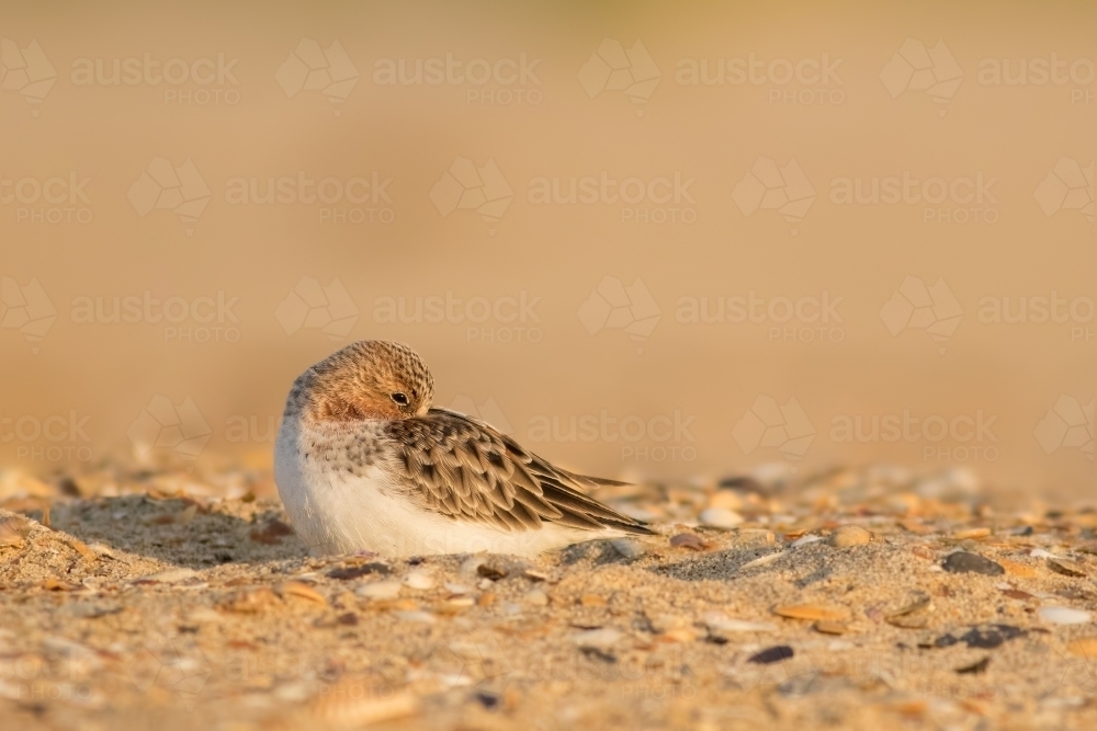 Red-necked Stint grooming itself while sitting on sand - Australian Stock Image