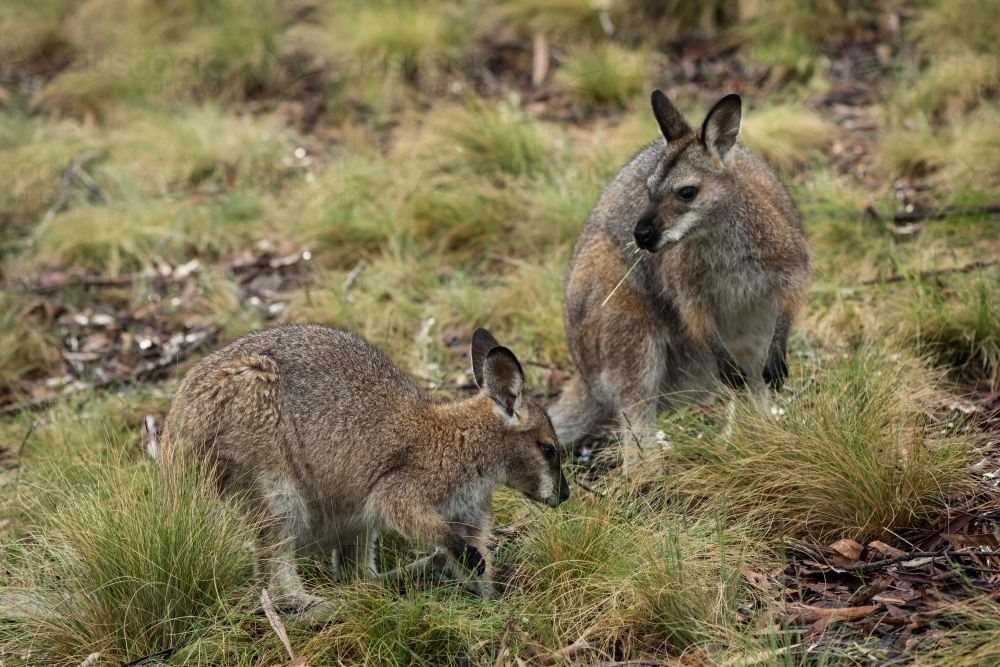 Red necked wallabies grazing on  a hill - Australian Stock Image