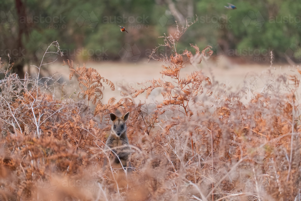 Red necked wallaby in red coloured ferns with birds overhead - Australian Stock Image