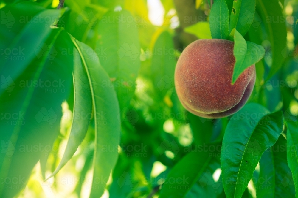 Image of Red peaches growing on a tree on an orchard farm Austockphoto
