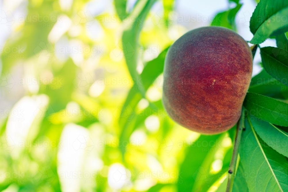 Red peaches growing on a tree on an orchard farm - Australian Stock Image