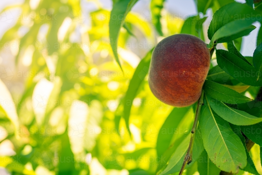 Red peaches growing on a tree on an orchard farm - Australian Stock Image