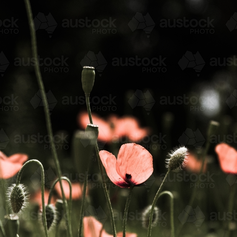 Red poppy with dark background - Australian Stock Image