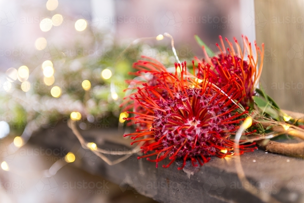 red protea plant with fairy lights as decor at a wedding - Australian Stock Image