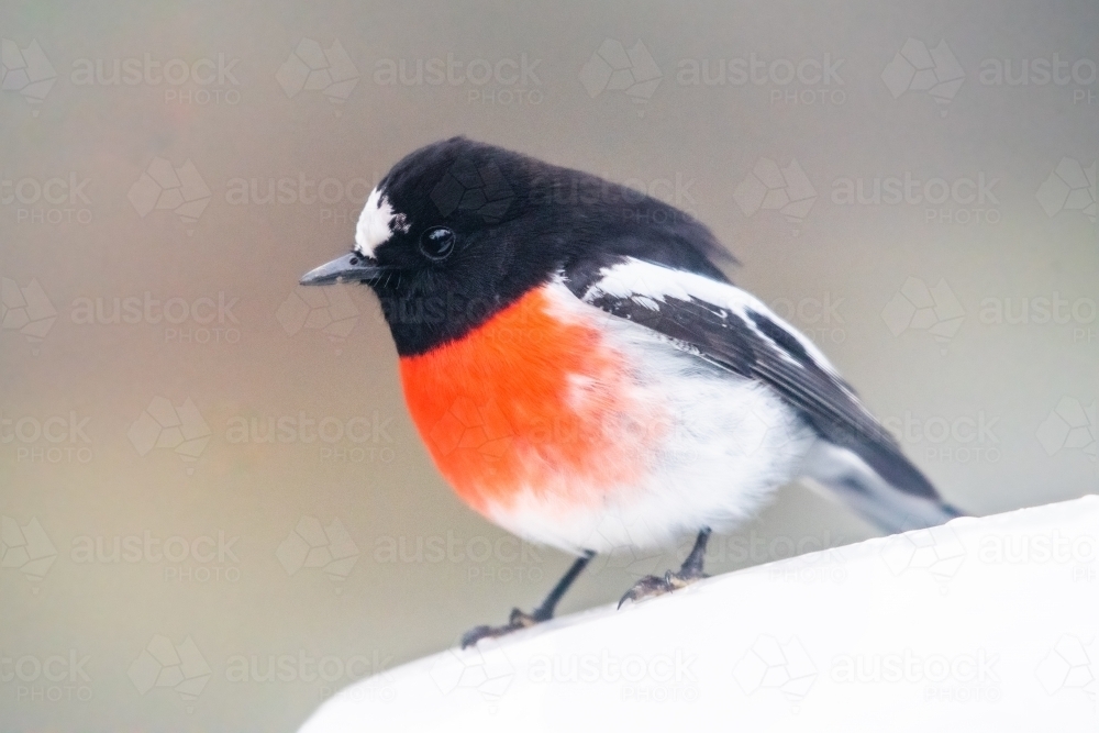 Image of Red robin bird being inquisitive. Austockphoto