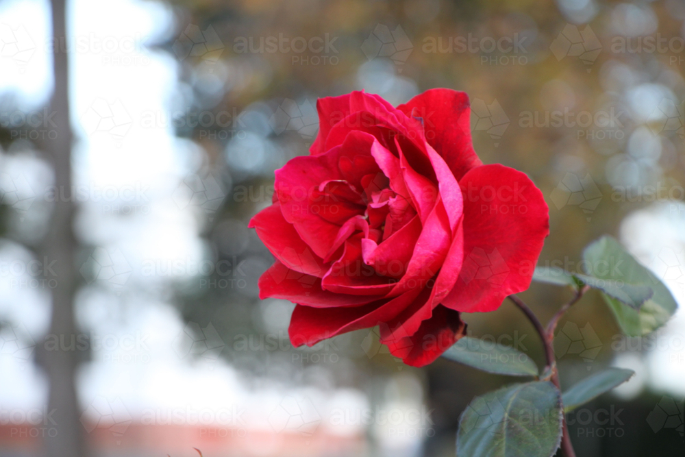 red rose outside - Australian Stock Image