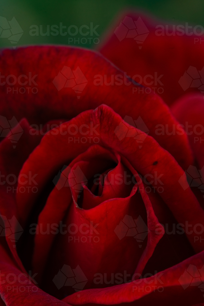 Red rose petals close-up highlighting textures and deep colour in bloom - Australian Stock Image