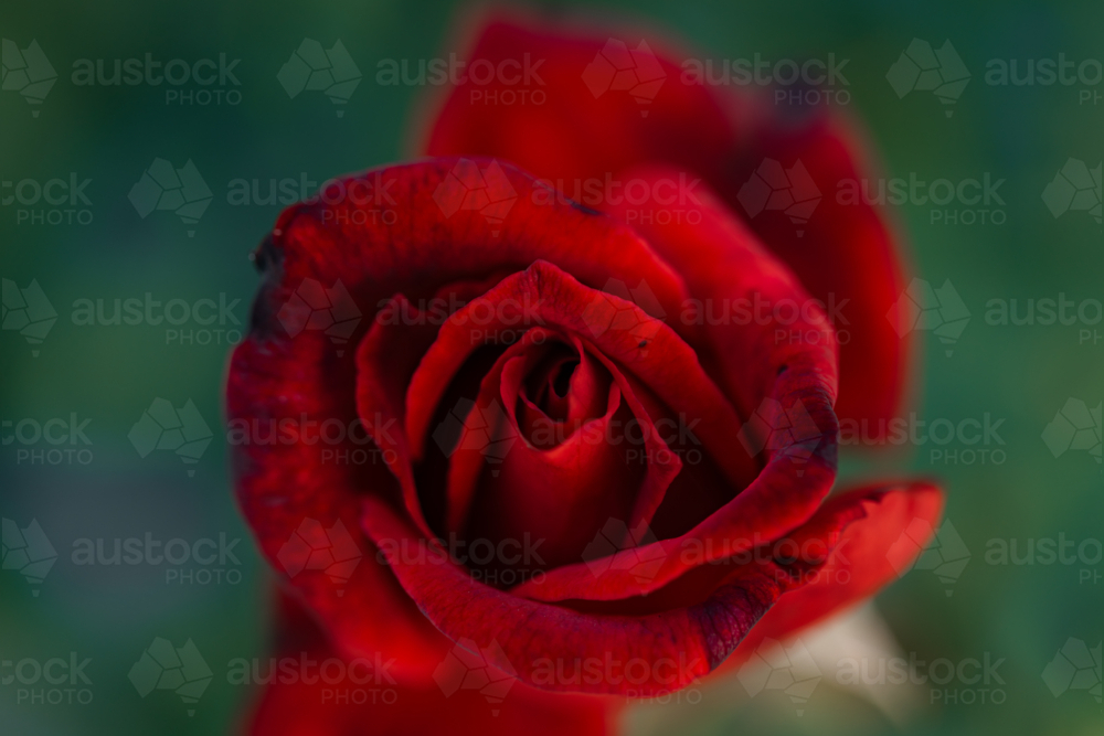 Red rose petals close-up highlighting textures and deep colour in bloom - Australian Stock Image