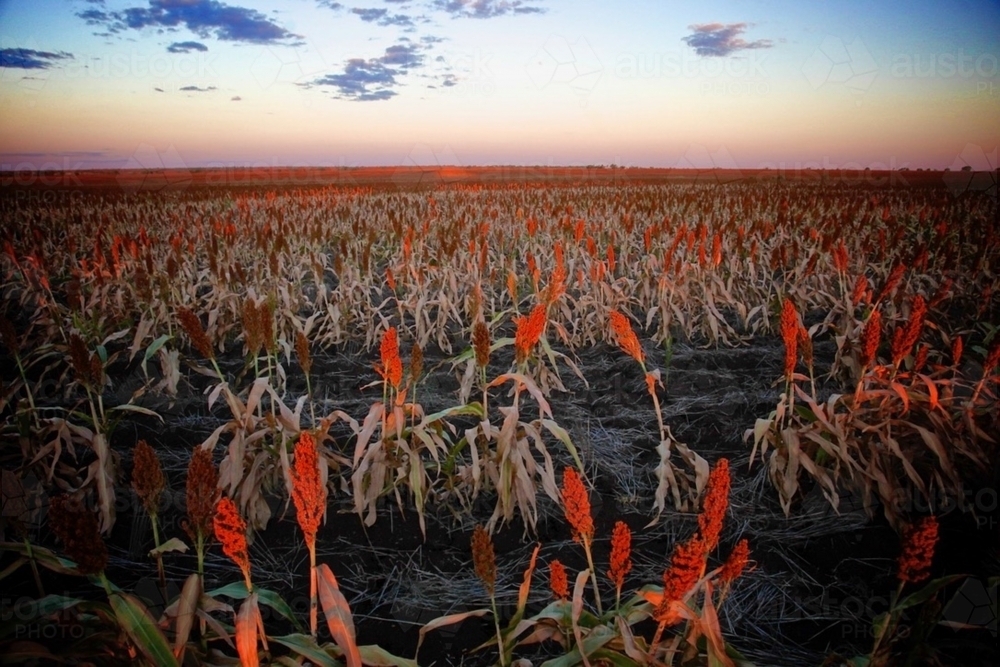 Red sorghum crop against sunset horizon, pink and blue sky - Australian Stock Image