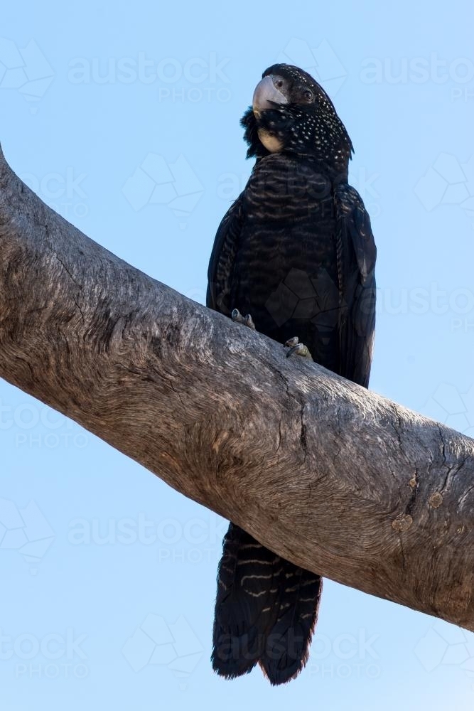 Red-tailed Black Cockatoo in tree - Australian Stock Image