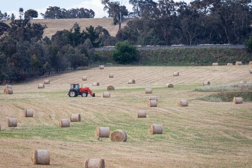 Red tractor in a paddock about to pick up round bales of hay - Australian Stock Image