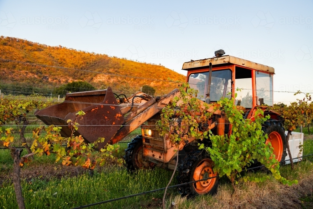 Red tractor on farm carrying bin for grape picking through vines - Australian Stock Image