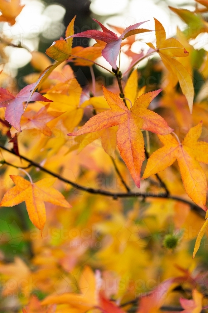 Red veins on orange coloured autumn leaf hanging on tree in park - Australian Stock Image