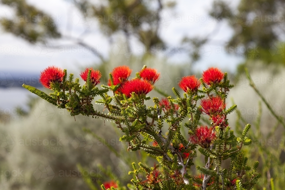 Red wildflowers on a bush and blurred background - Australian Stock Image