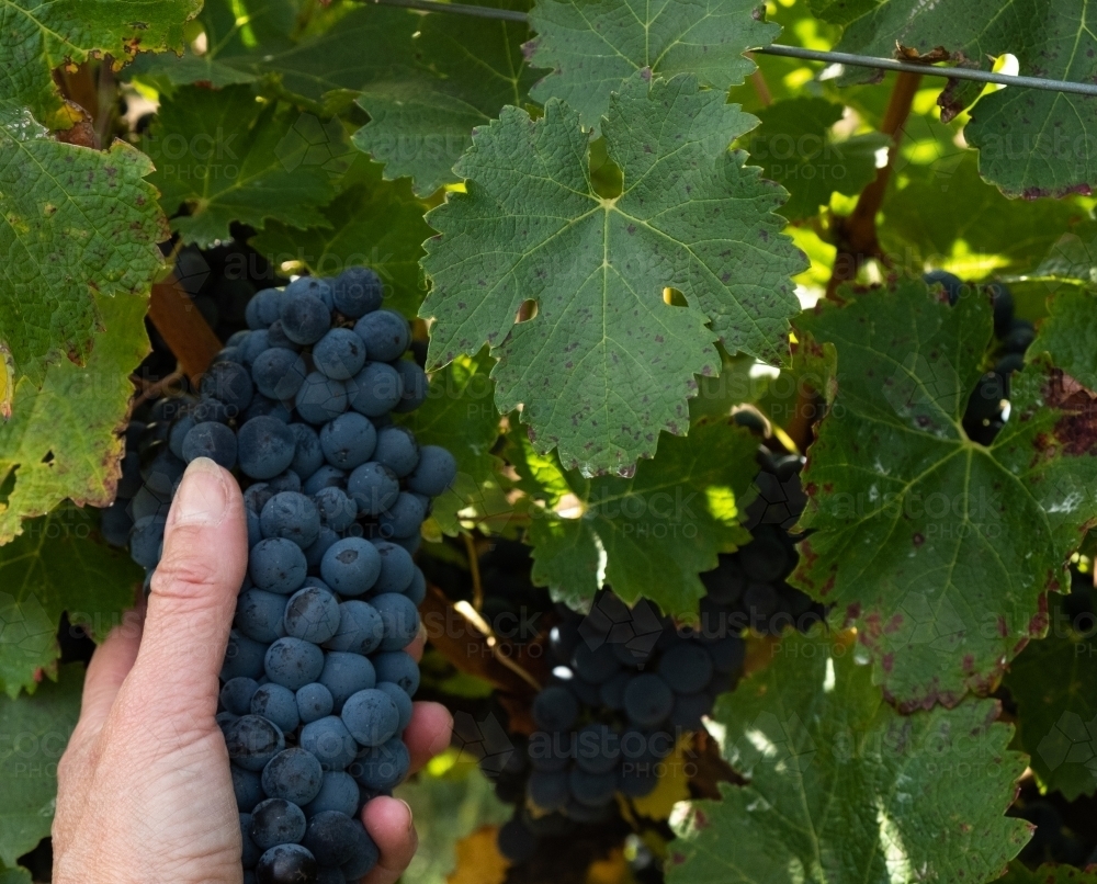 Red Wine Grapes being hand picked in the Coonawarra Region of South Australia - Australian Stock Image