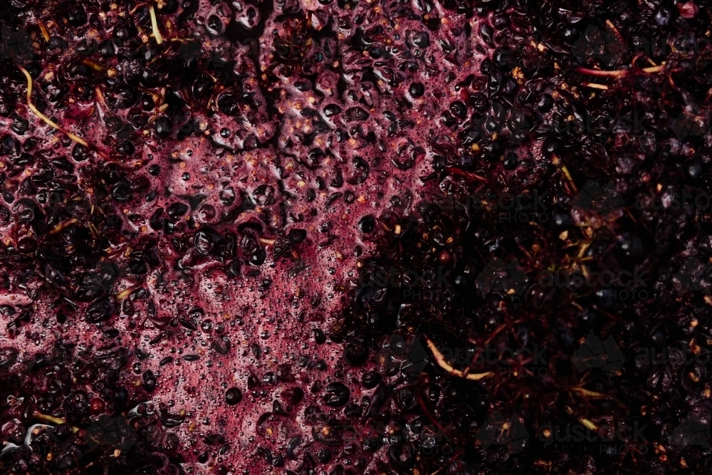 Red wine grapes fermenting - Australian Stock Image