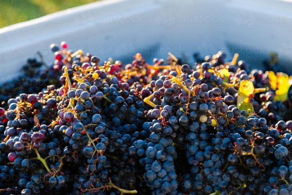 Red wine grapes in grape bin during harvest in vineyard - Australian Stock Image