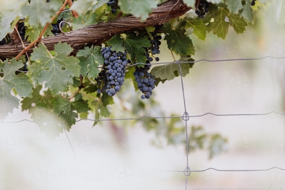 Red wine grapes on the vine ready for picking at vintage time - Australian Stock Image