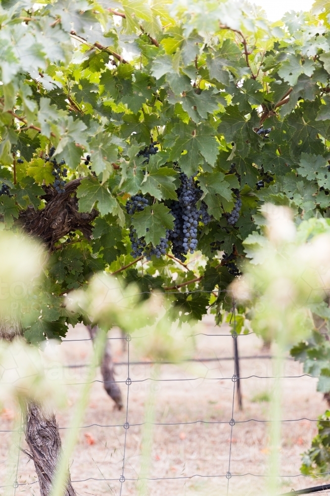 Red Wine Grapes ready for harvesting at vintage time - Australian Stock Image