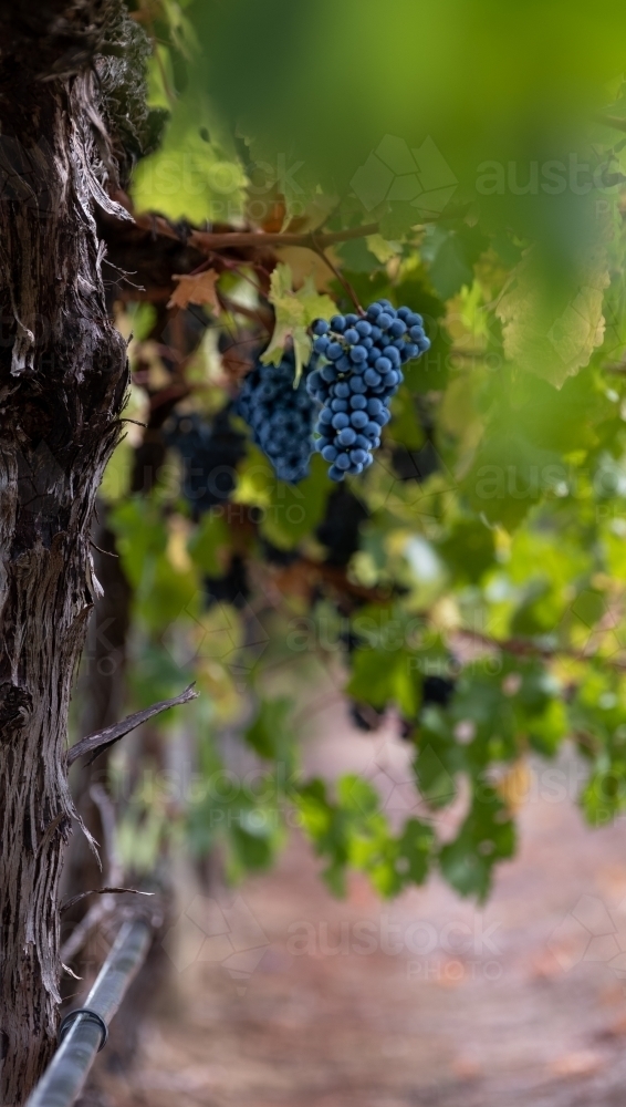 Red Wine variety grapes about to be hand picked in South Australia - Australian Stock Image