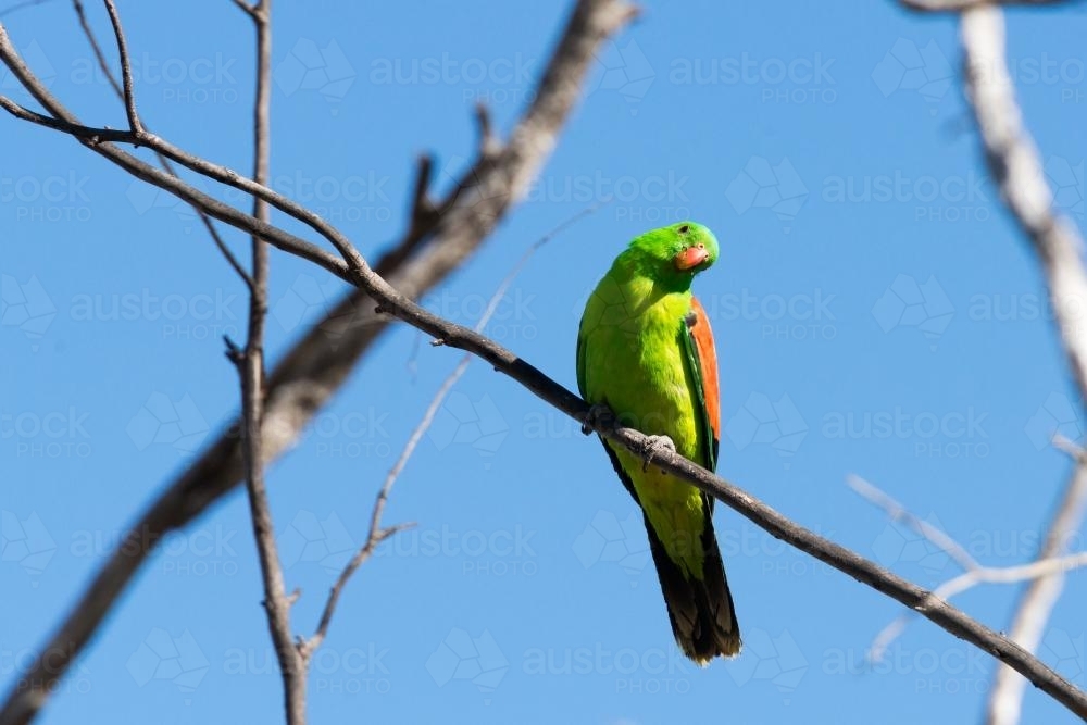 Red-winged parrot perching on a branch - Australian Stock Image